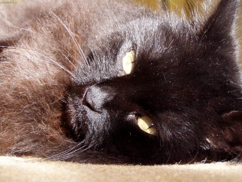 Foto: Mat�sek-odpo�inek na slun��ku