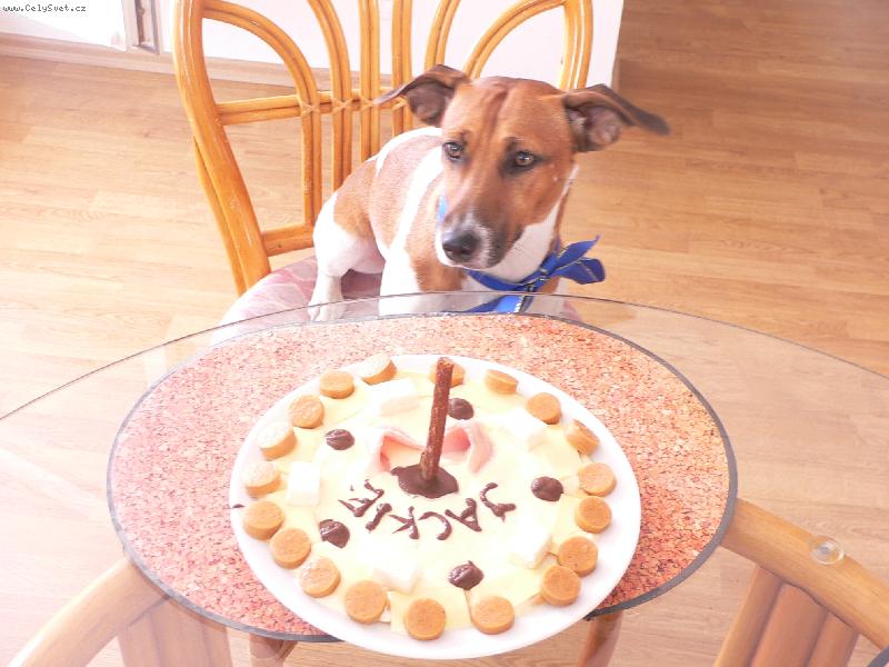 Foto: 1.narozeniny-tak takovej dort�k dostala na�e Jackie k prvn�m narozenin�m a stra�n� ji chutnal :-)