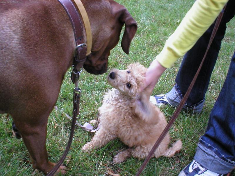 Foto: Eli a �ja-Po�kej jenom mi sprav� ucho a hned se na tebe vrhnu.
