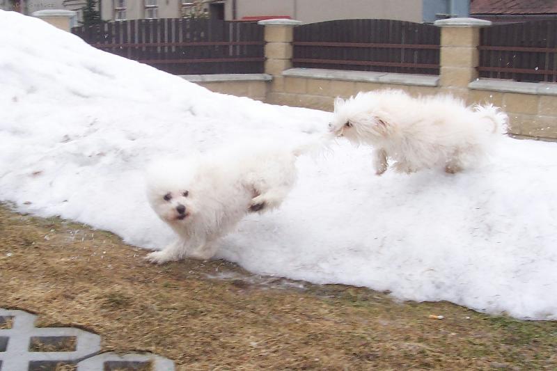 Foto: Na�e psiska-tak te� tude� ty vl��ek a j� vag�nek