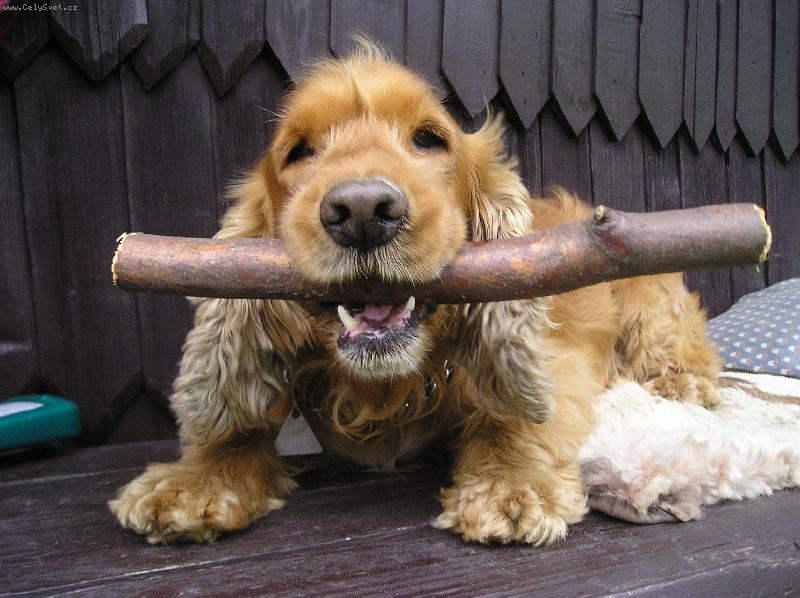 Foto: Tak tohle nepust�m-Ronny