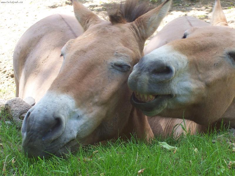 Foto: kompliment-slu�� Ti to, zlato...