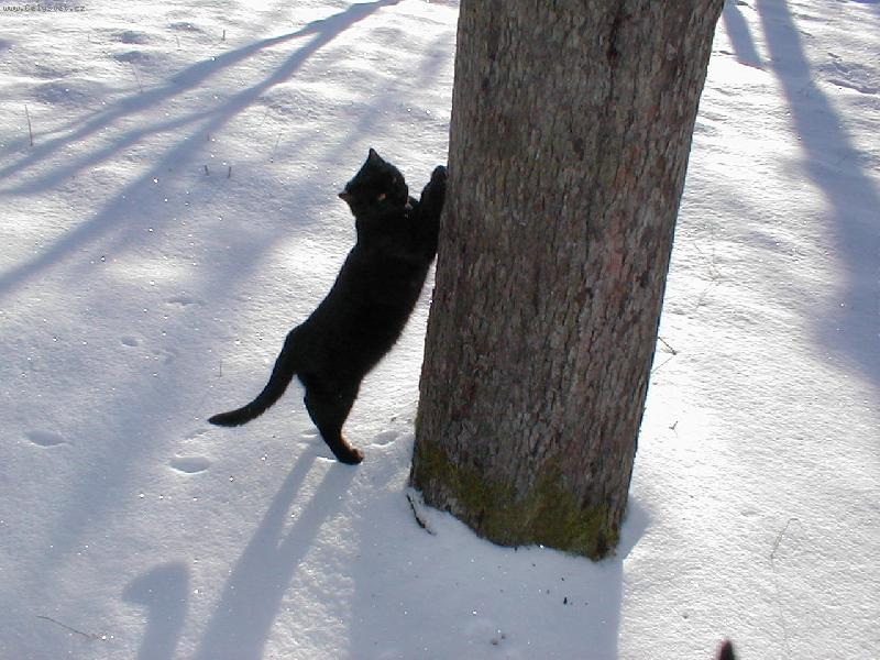 Foto: Mat�sek-�ernob�l� pod�van� ....