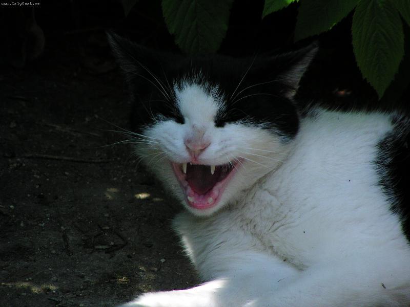 Foto: �ernob�l� Berunka-Drav� �elma na pohled�n� ...