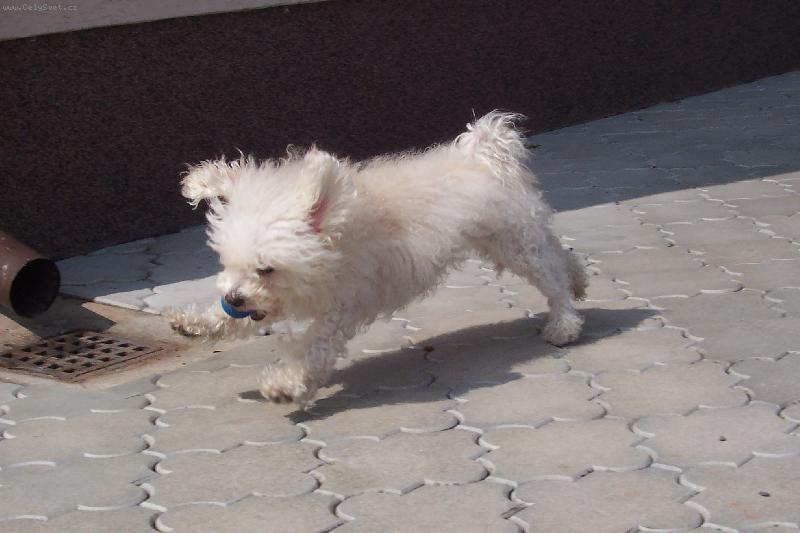 Foto: sportu ku zdrav�-na�a ��a