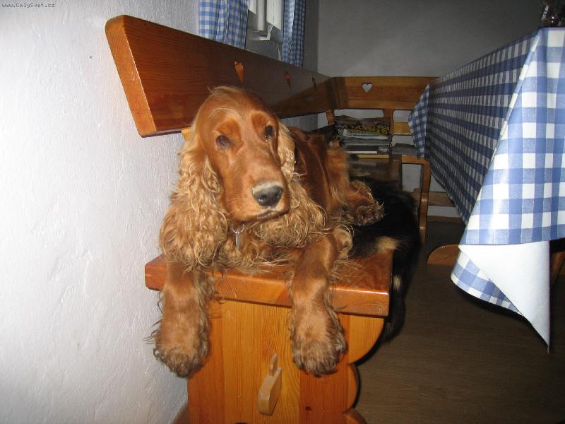 Foto: Tak tady je mi nejlepe-Felix