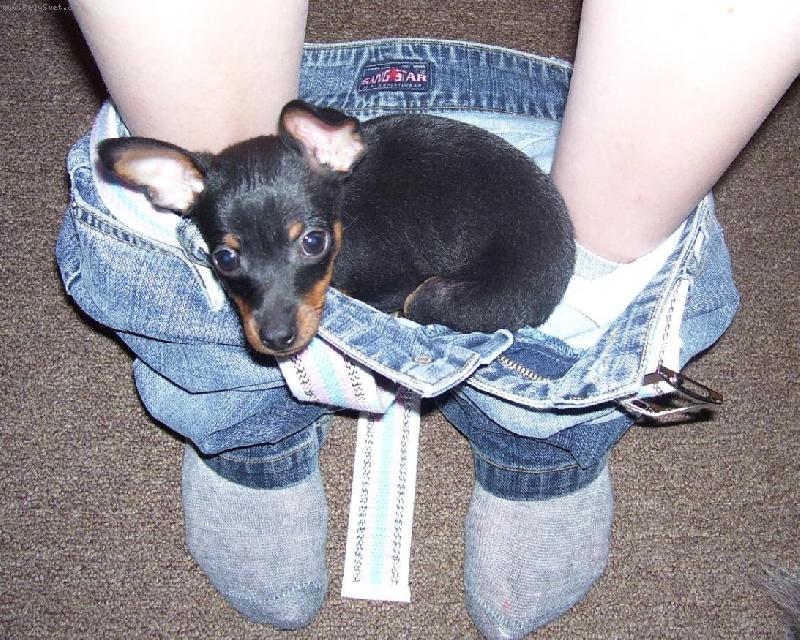 Foto: N� Mates �=)-Je to hroznej mazel, uveleb� se pomalu kdekoliv, dokonce i u m� v kalhotech...=)