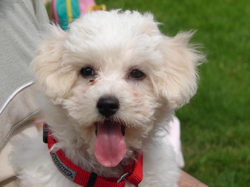 Foto: To m�m ale kr�sn� r��ov� jaz��ek, he� !!!