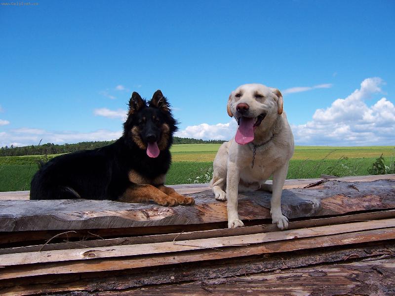 Foto: Black and White