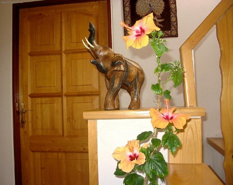 Foto: moje kr�ska-kv�t ibi�ku a slon