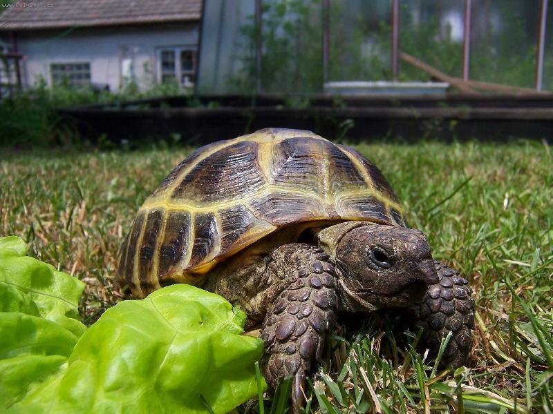 Foto: hni se a si mrtvej-�elva �ty�prst�