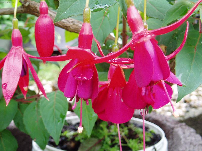 Foto: fuchsie-detail