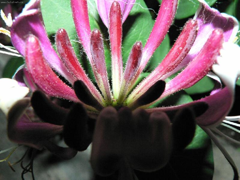 Foto: ..vykvetl v noci