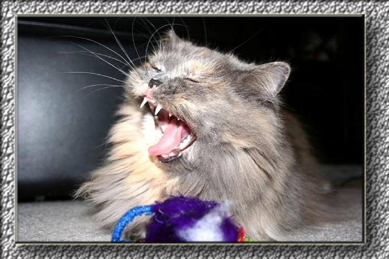 Foto: MOJE ZOUBKY...-KO�I�� ZUBY