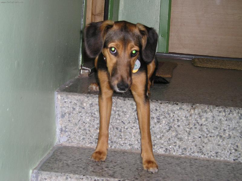 Foto: Bobinka - k��enec-Bobince se u� cht�lo ven...