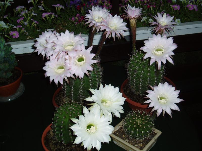 Foto: kaktus-kvetouc� kaktusy
