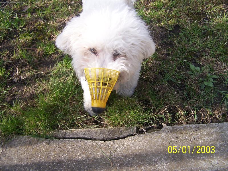 Foto: badmintonista-Max