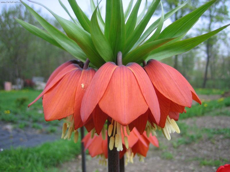 Foto: Lilie-Vyfocena, rozkvetl� lilie.