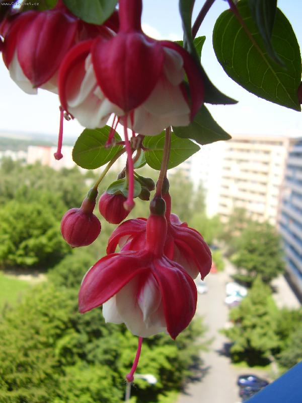 Foto: kvetouc� kr�sa