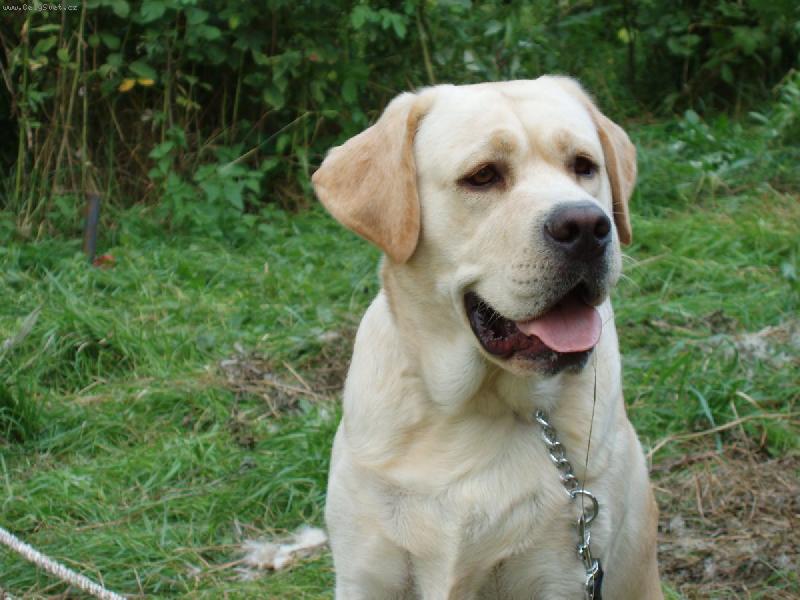 Foto: N� mil��ek-T�mto pohledem hled� v�dy na ps� kamar�dky :-)