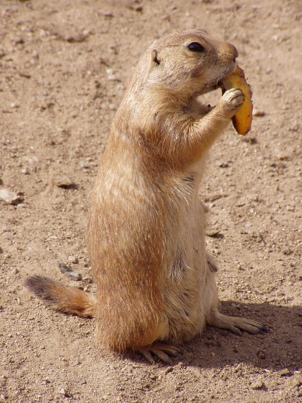 Foto: sysel-hladov� sysel