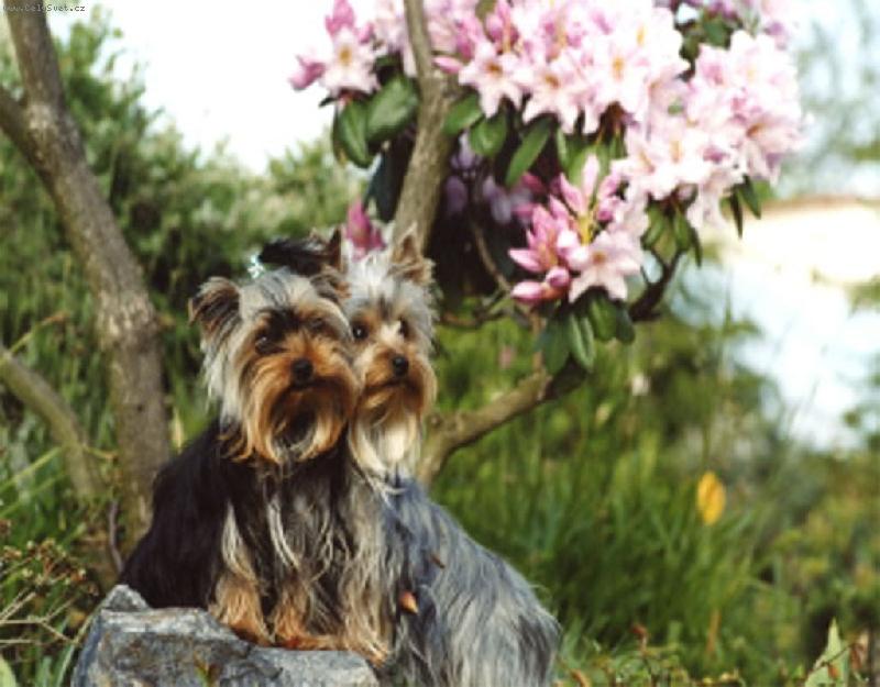 Foto: L�ska-Katty a Tom�ek