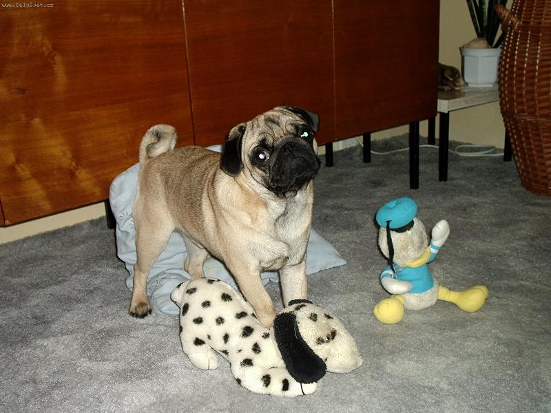 Foto: M�j Mazl�k.....:)-Edynek mezi ply���kama