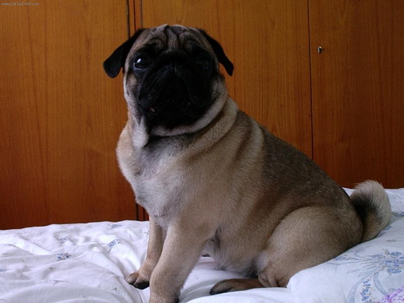 Foto: Edula-Sed�m v lo�nici