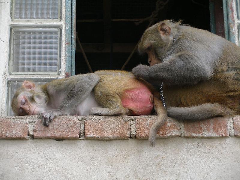 Foto: opi�� l�ska-Na�e Mamina s Kok�nem, prost� l�ska jak m� b�t...