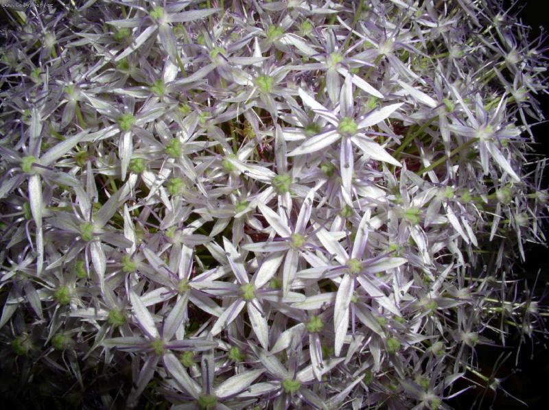 Foto: kv�t �esneku