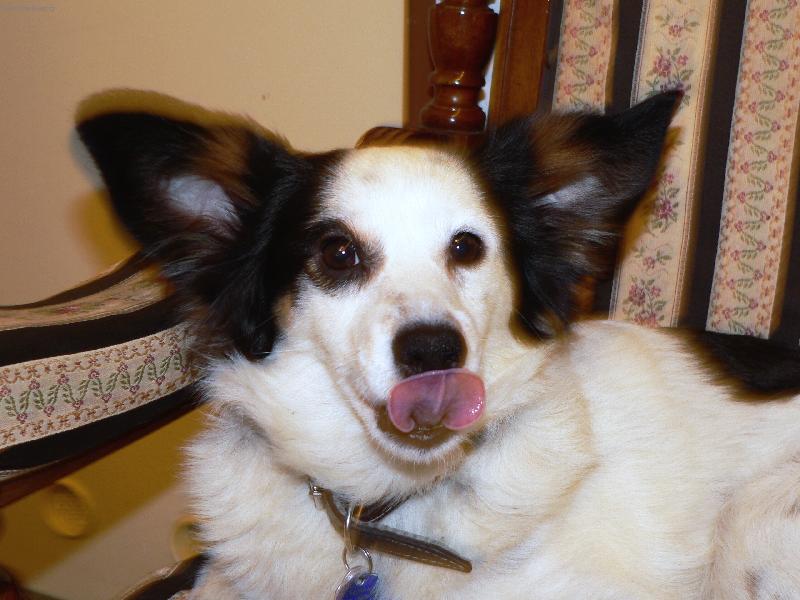 Foto: Takhle um�m plazit jazyk-Panasonic FZ20