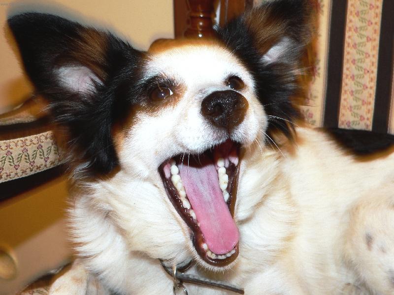 Foto: A takhle um�m z�vat-Panasonic FZ20