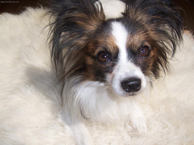 Foto: Kolumbus-u�at� pejsek se z��iv�ma o�ima