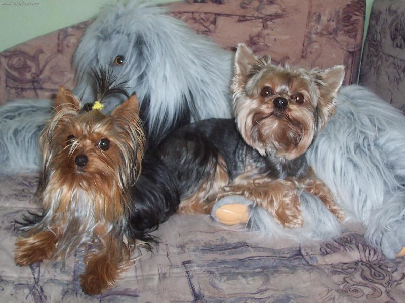 Foto: Engelinka a Mont�nek-Tady jsou m� mil��kov�