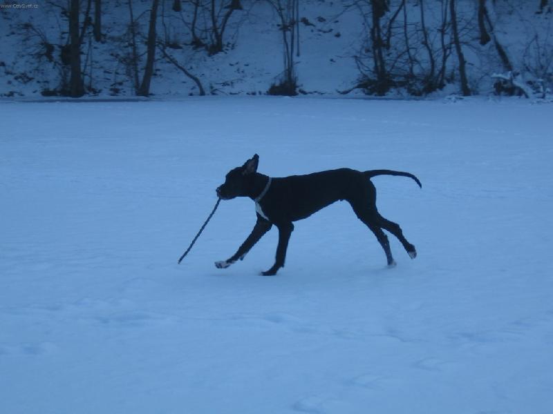 Foto: APORT-NEBOJTE TO NEN� SLEPECK� H�L....TO JE M�J APORT:-)