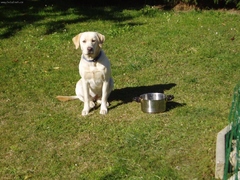 Foto: Taky m� v� pes ten v�raz to nen� moje......-Nev�m kde se tu ten hrnec vzal