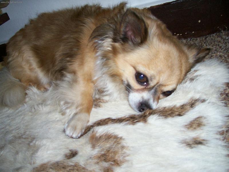 Foto: Cyrilek:o)-krasavec