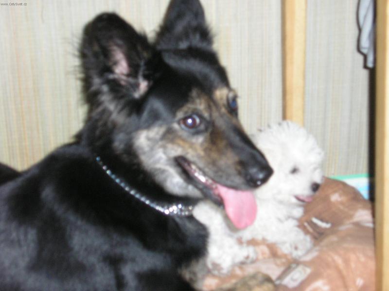 Foto: kamosi-moja naj kamoska v dobrom i zlom