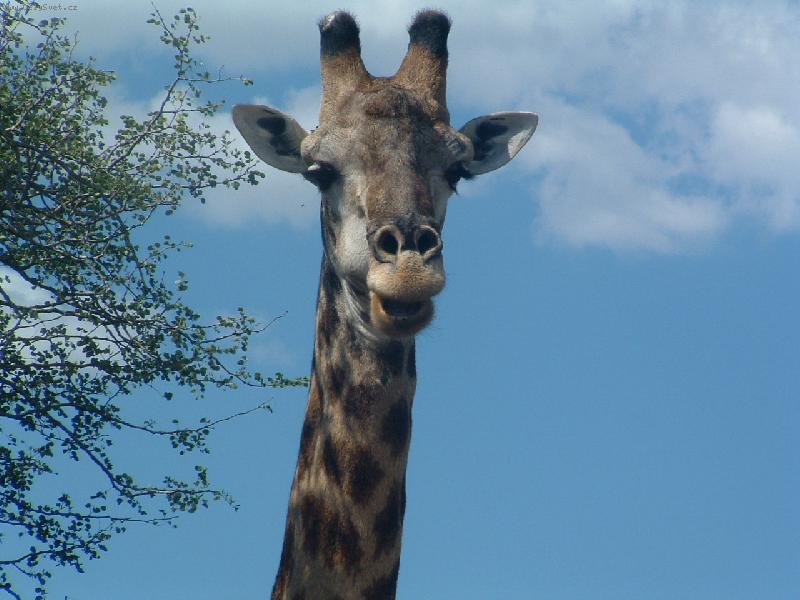 Foto: Krugsky park-Zirafa v Krugskem parku