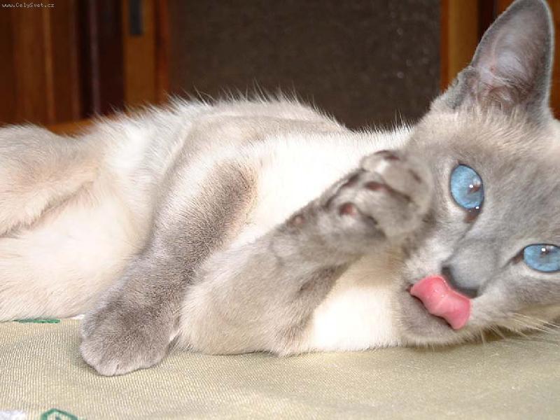 Foto: Zrcadlo, kdo je v zemi zdej�� ze v�ech ko�ek nejkr�sn�j��....?P�ece ty, Sn�hurko!!!-Sn�hurka