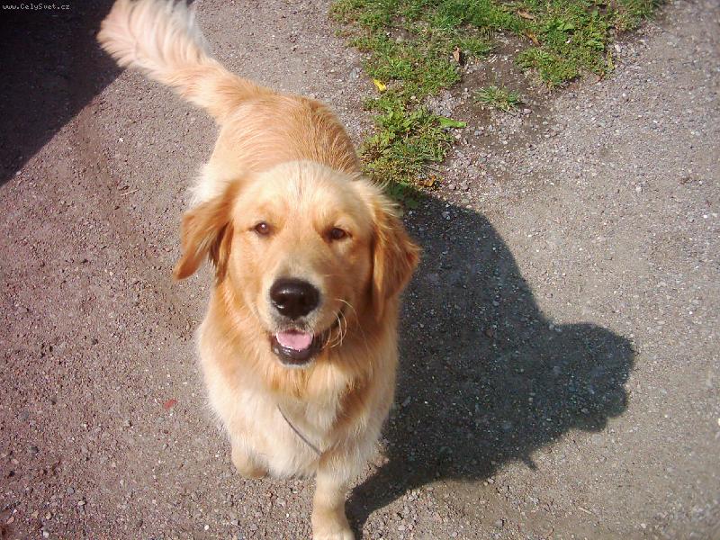 Foto: Max�k-kuk....slibovali mi �e vylet� pt��ek a ono nic...