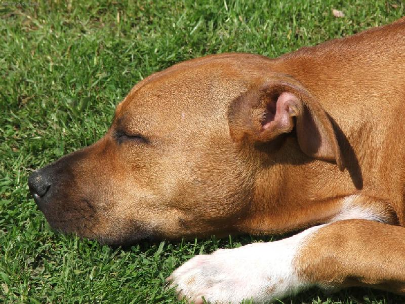 Foto: Spainek-le��c� sp�c�