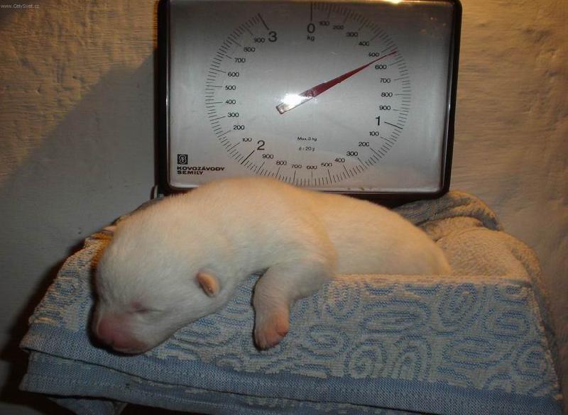 Foto: V�en�-Takhle vypad� �t�n� akity-inu 5.den po narozen�.