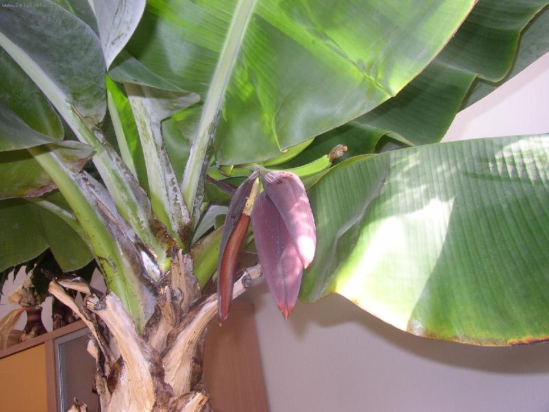 Foto: a m�me ban�ny zadarmo-doma vyrostl� ban�ny