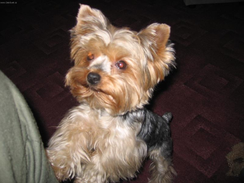 Foto: Wendy-tak u� ?