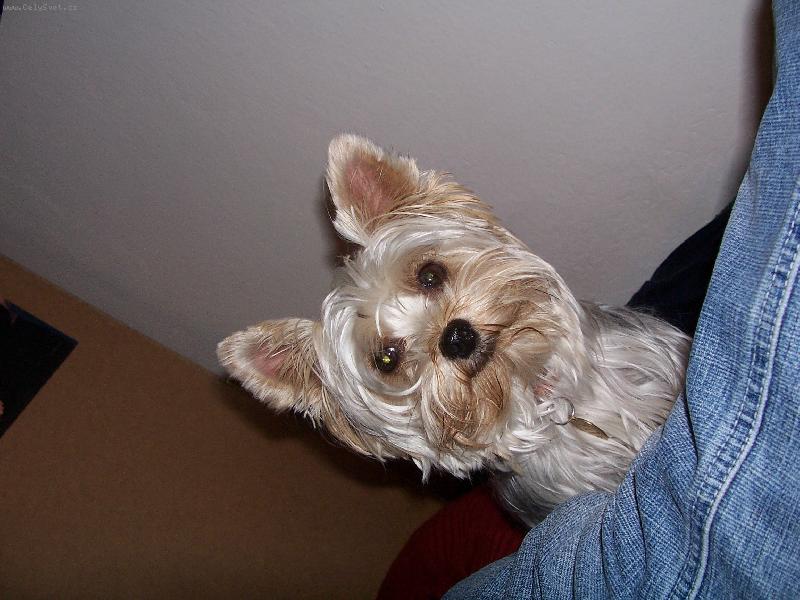 Foto: na�e  Bettynka :)-jj to je Jork��rek....