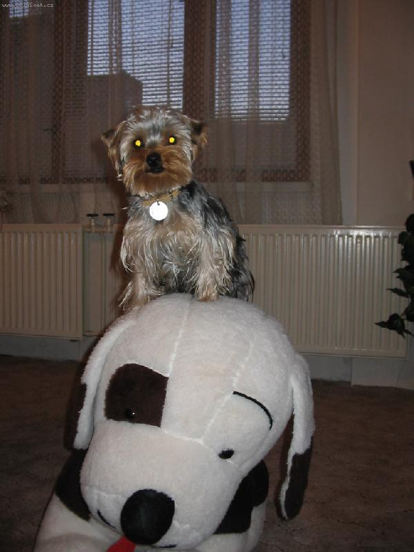 Foto: Jerry-n�v�t�va  z   kosmu-Hr�tky   York��ra  neznaj�   hranic