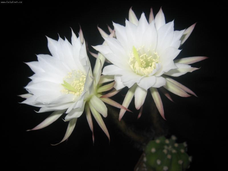 Foto: Toto je jeden z m�ch p�stovan�ch kaktus� :-)