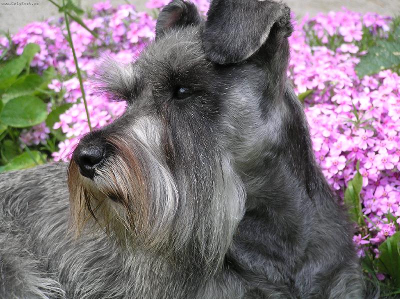 Foto: Daisynka je zkr�tka modelka