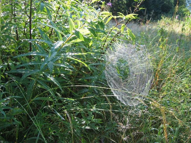 Foto: VAMBERSK�  KRAJKA-R�NO V Z�PAD.TATR�CH,ROH��E